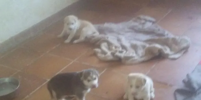 Sos Animals Maresme creu que l’Ajuntament no ha actuat com s'esperaven en el cas dels gossos de la casa ocupa de Montmar