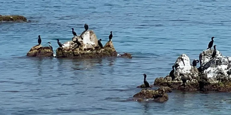 Blanes tanca la pesca recreativa quatre mesos al voltant de la zona de Sa Palomera