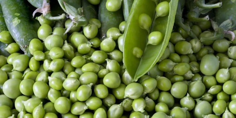 El Terral participa fins el 30 d’abril a les Jornades Gastronòmiques del Pèsol del Maresme