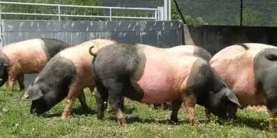 El Govern Català ha aprovat un Decret de Gestió de la Fertilització del Sòl i de les Dejeccions Ramaderes que afectarà a les granges de Caldes