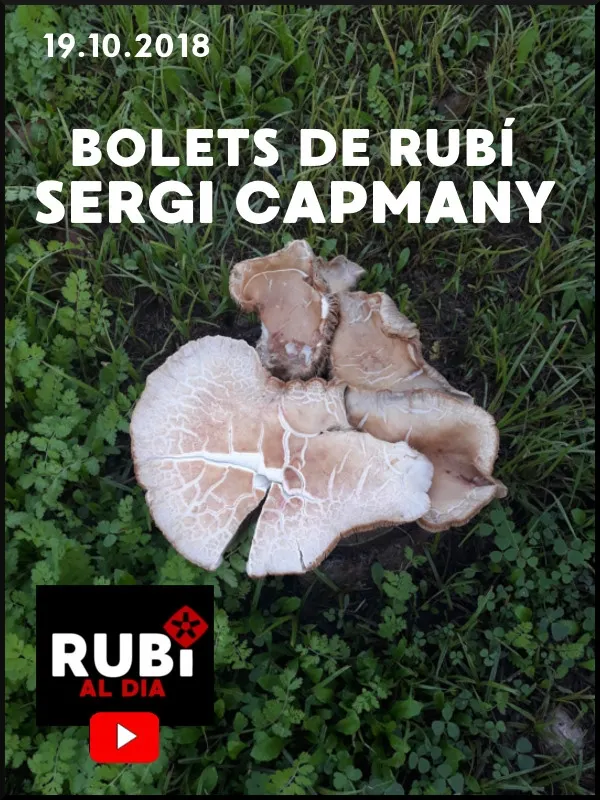 SERGI CAPMANY - Bolets de Rubí
