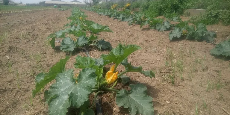 El Petit Bané participarà al “Benvinguts a pagès”