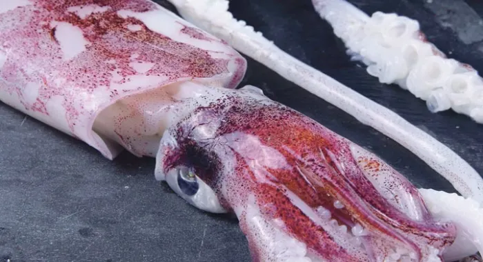 Els calamars seran de nou els protagonistes del mes d'octubre