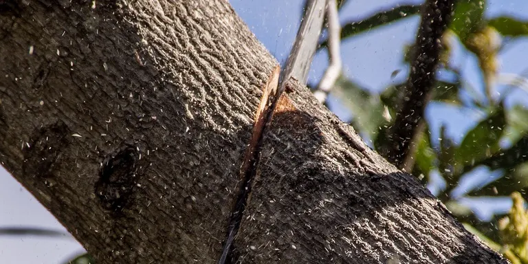 L'Ajuntament licita el servei de poda d'arbres