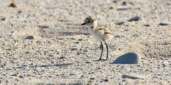 Dos dels tres pollets de corriol camanegre nascuts a la platja d'Altafulla, no sobreviuen