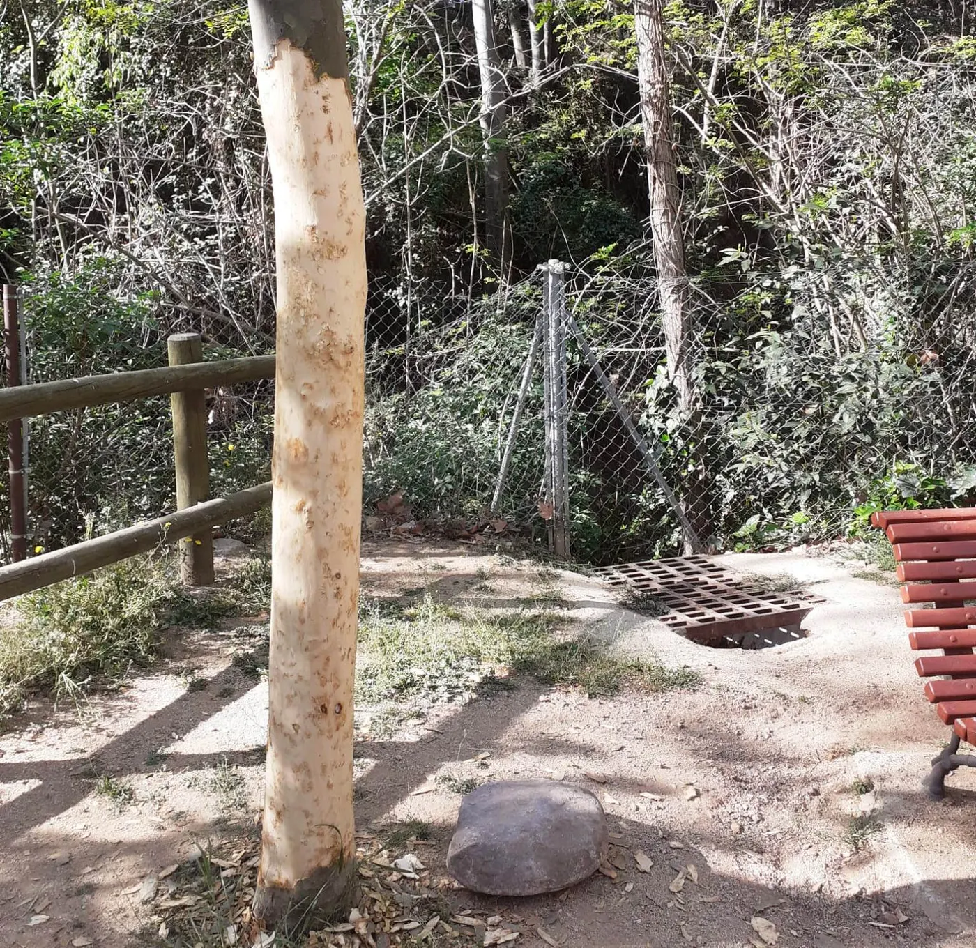 Quatre arbres del parc de Can Rius moriran a conseqüència d’un acte vandàlic