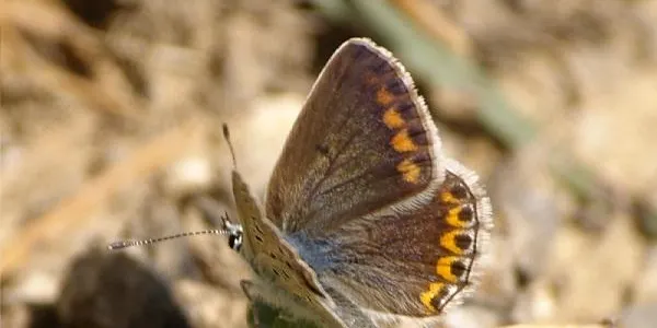 L’Associació Mediambiental la Sínia celebrarà el 14è Dia de les Papallones aquest dissabte a la desembocadura del riu Gaià