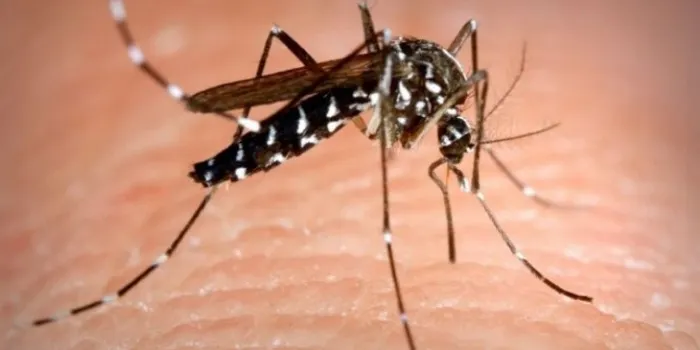 Avui s’està fent una nova aplicació per evitar la propagació del Mosquit Tigre