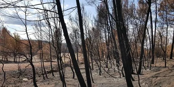 La campanya d'incendis forestals s'ha tancat amb 668 hectàrees cremades a Catalunya