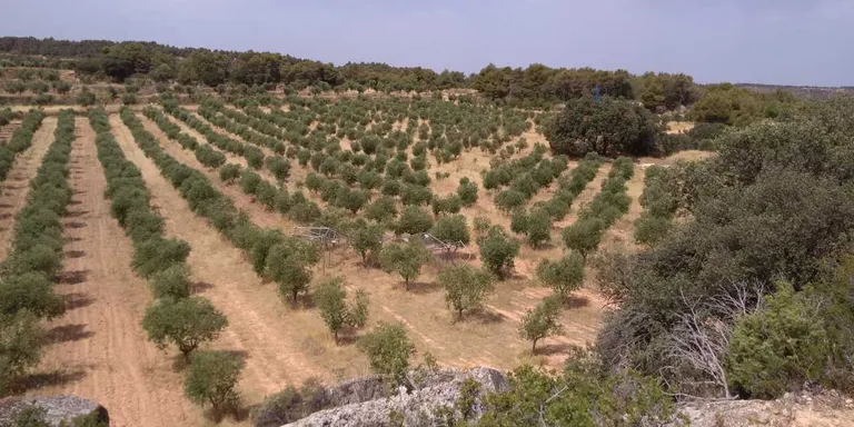 Verema solidària al Celler Mas Blanch i Jové