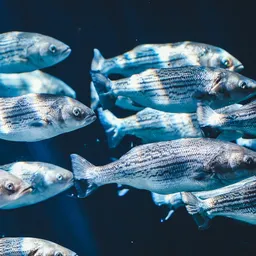 Entrevista a Iris Gual sobre el Taller d'observació de peixos - episode art