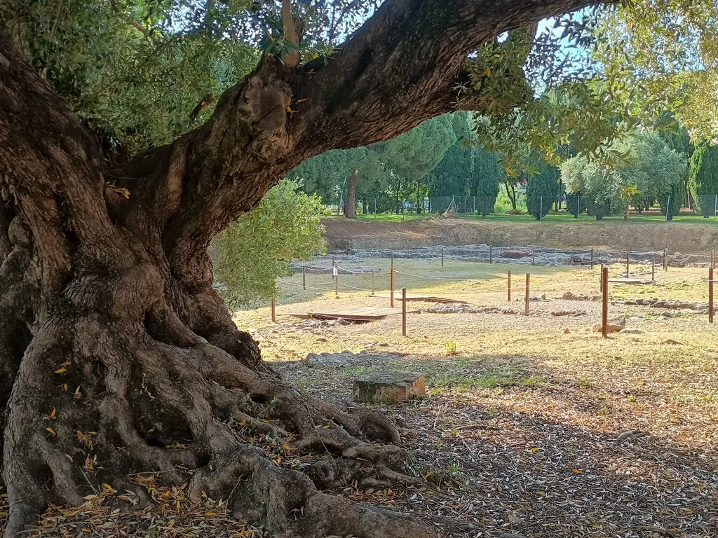 La investigadora Antònia Ninot pronuncia avui una conferencia sobre la biodiversitat de l’olivera