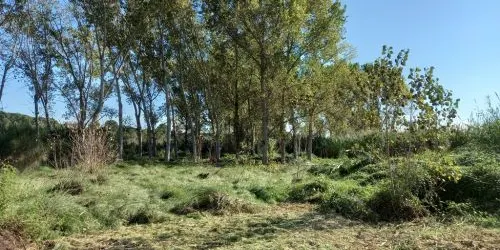 La 3a Plantada de Sant Salvador recuperarà 8.200 m2 de l’entorn del riu Francolí al terme de Constantí