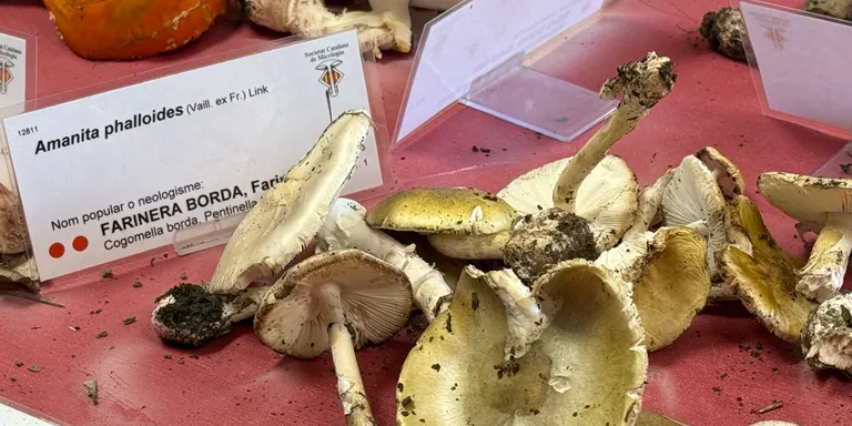 Els micòlegs identifiquen prop de 1500 bolets diferents al Parc Natural de l'Alt Pirineu