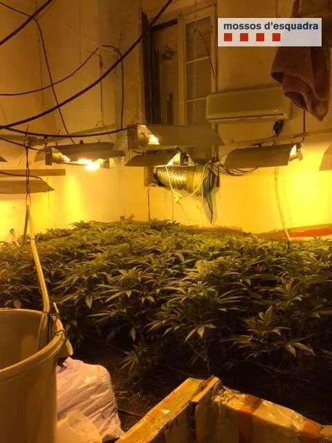 Agents dels Mossos comissien 210 plantes de marihuana a una casa particular de Pineda