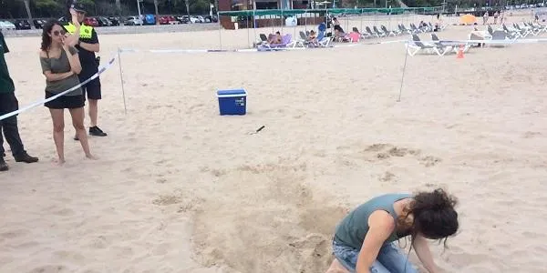 Aquest dimecres jornada de formació sobre la tortuga marina a la Móra