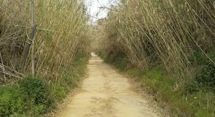 Camà de Llevant (foto: Ajuntament)