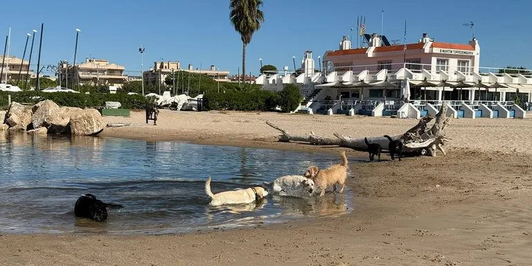 Una vintena de gossos pigall gaudeixen de la platja de Torredembarra
