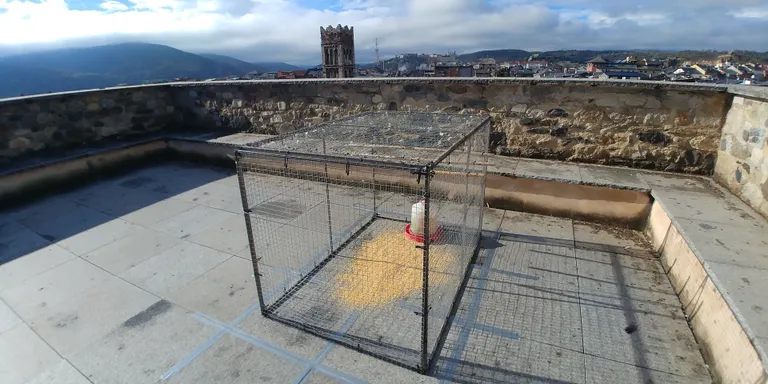 L'Ajuntament de la Seu d'Urgell reforça el control de coloms amb captures puntuals per reduir-ne la població