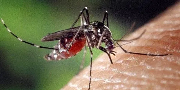 Alerta de les empreses antiplagues per la proliferació de malalties que poden dur els insectes