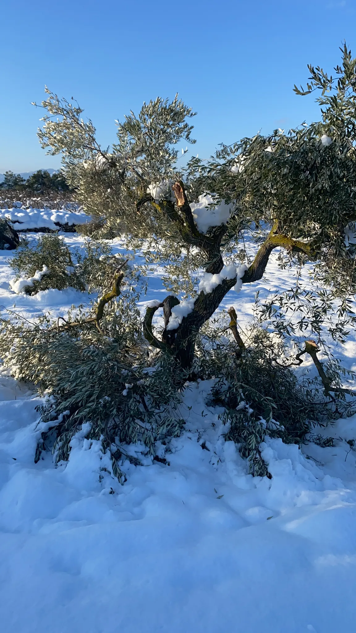 Fruiters i cereals sortiran beneficiats del temporal Filomena