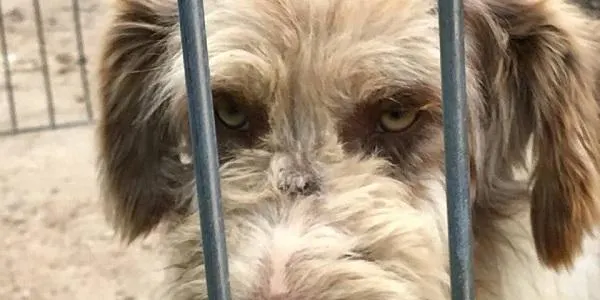 L'Ajuntament d'Altafulla organitza una xerrada sobre la tinença responsable dels animals a l’Esplai de Jubilats