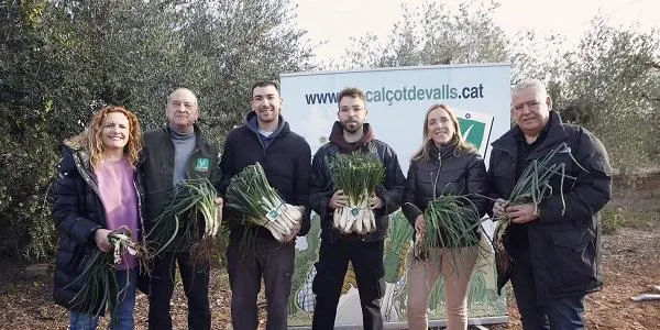 La IGP Calçot de Valls arrenca temporada amb una previsió de producció d'una qualitat "excel·lent" malgrat la sequera