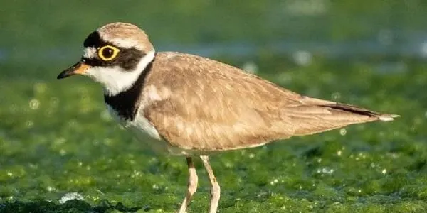 El corriol petit torna a nidificar a les platges del Baix Gaià després de 30 anys