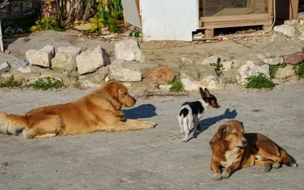 Foto: Ajuntament del Catllar