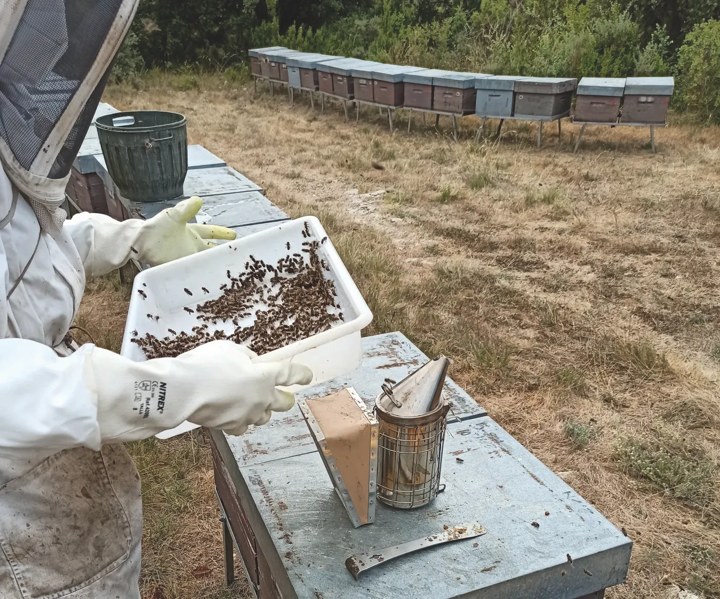 Introduir fongs en l'alimentació de les abelles en millora el sistema immunitari