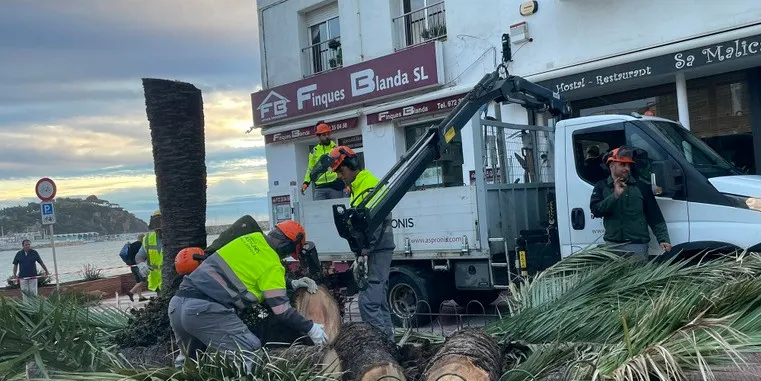 Blanes retirarà 13 palmeres afectades i malmeses per l’escarabat morrut