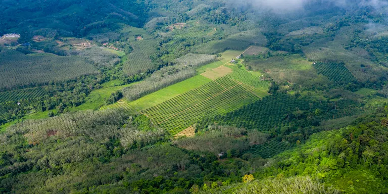 Un estudi amb la participació del CTFC destaca els reptes i oportunitats de combinar la bioeconomia amb la restauració de boscos tropicals