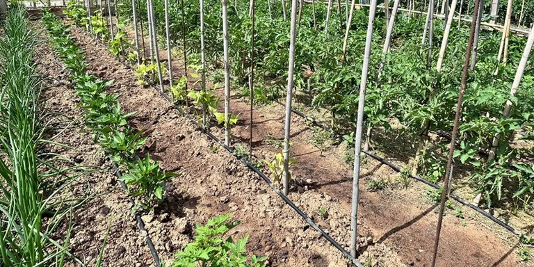 Adjudicats 10 horts ecològics a Cal Dània