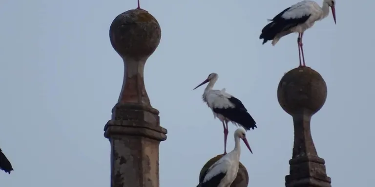 El fenòmen migratori de les cigonyes està afectant a Caldes