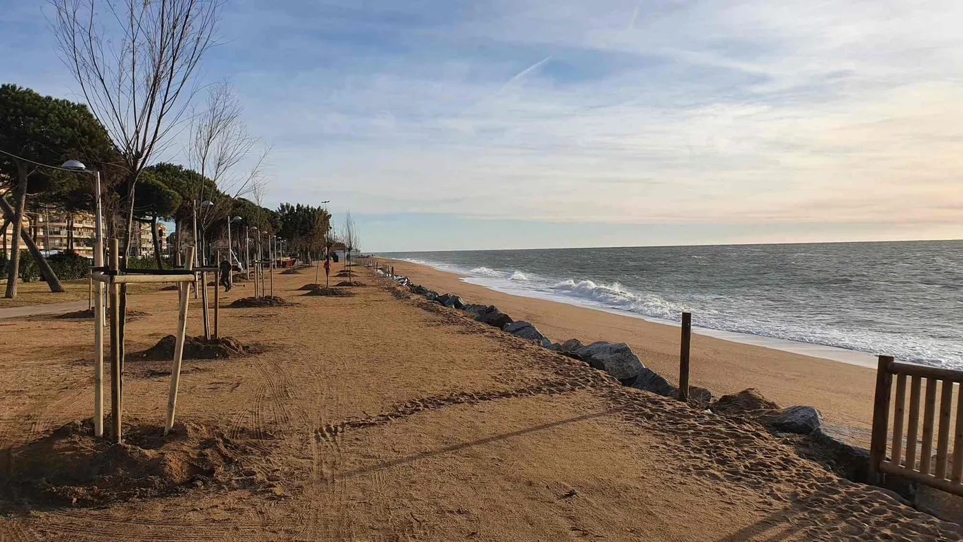 El servei de Parcs i Jardins de l'Ajuntament de Pineda planta més de 35 tamarius a la Platja de Pineda
