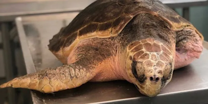 La Fundació CRAM farà l’alliberament de la tortuga Niki