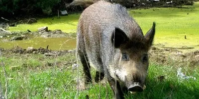 Detectats al Pirineu nous casos d'exemplars de porc fer infestats per triquina