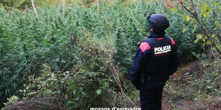 Detinguts 3 homes a Osor per concrear 3127 plantes de marihuana