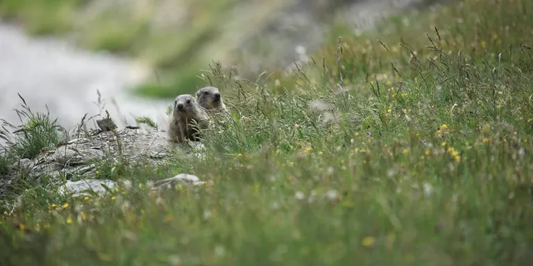 La reintroducció de marmotes als Pirineus es consolida malgrat la baixa diversitat genètica