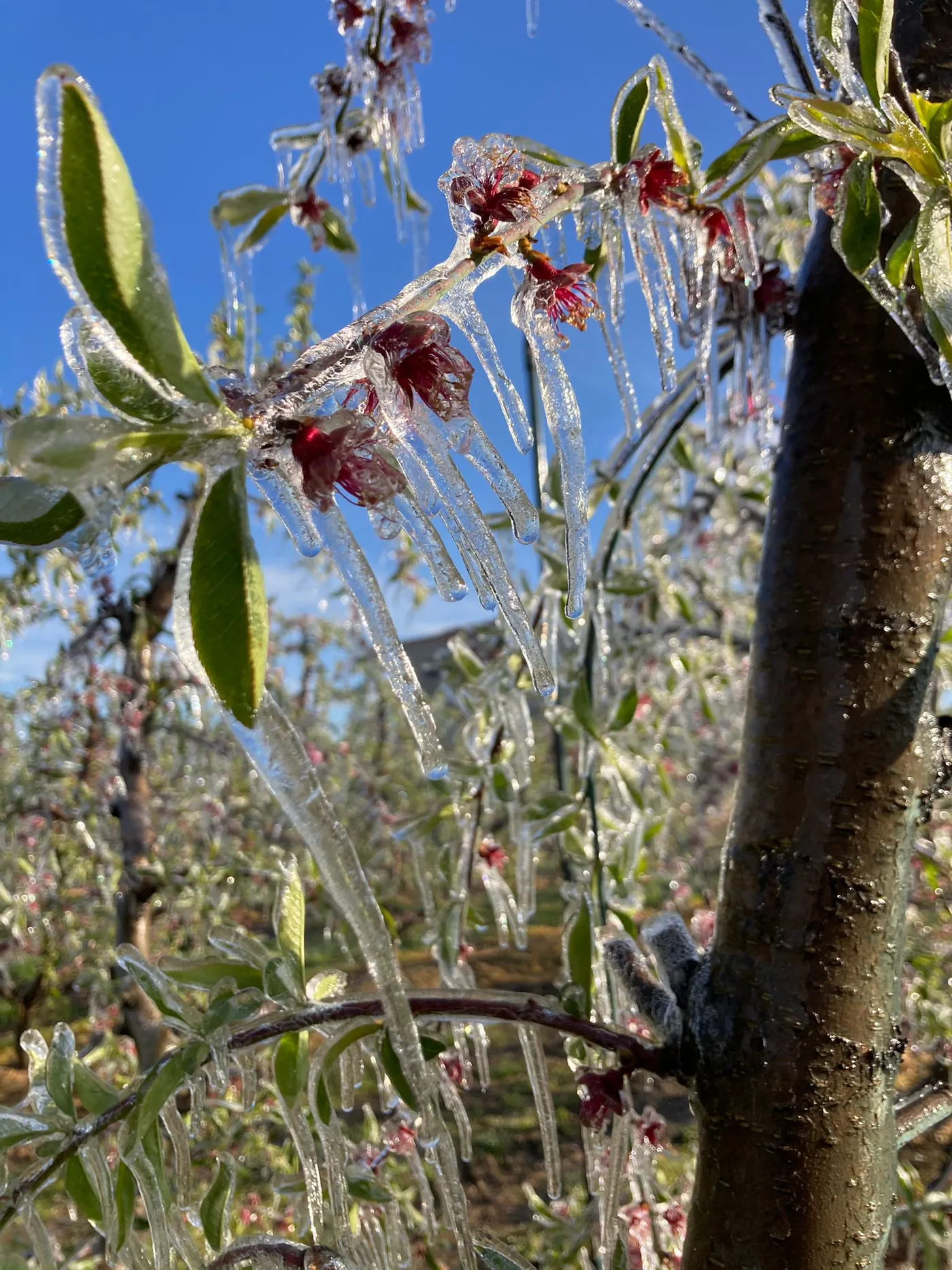 Primer cap de setmana de primavera gelat