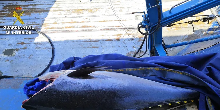 La Guàrdia Civil decomissa al port de Arenys de Mar una tonyina vermella, en perill d'extinció
