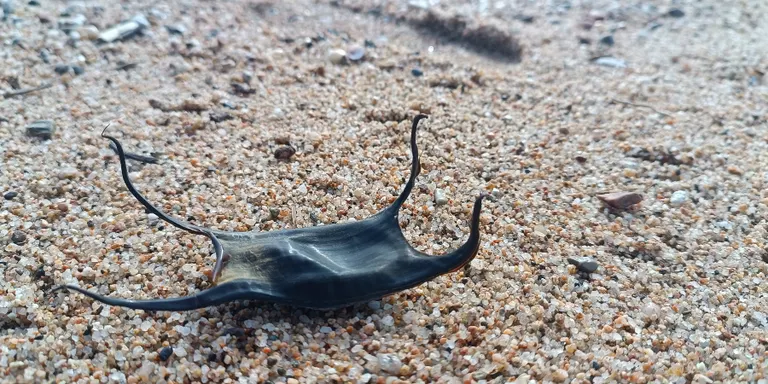 Coneguem les 'bosses de sirena', que en realitat són ous de rajada i tauró
