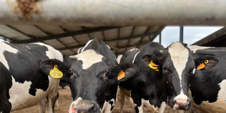 La lluita per la supervivència de les explotacions de llet: "Hem de fer malabars i sacrificar animals per no tancar"