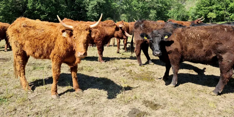 Un estudi confirma que la carn d'animals alimentats amb pastures és més saludable que la basada en pinso