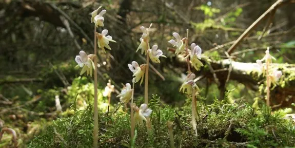 Detectada a l'Alt Urgell una espècie d'orquídia considerada rara i en perill d'extinció