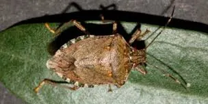 L'Ajuntament de Pineda alerta sobre la presència del 'Bernat marbrejat', un petit insecte asiàtic invasor