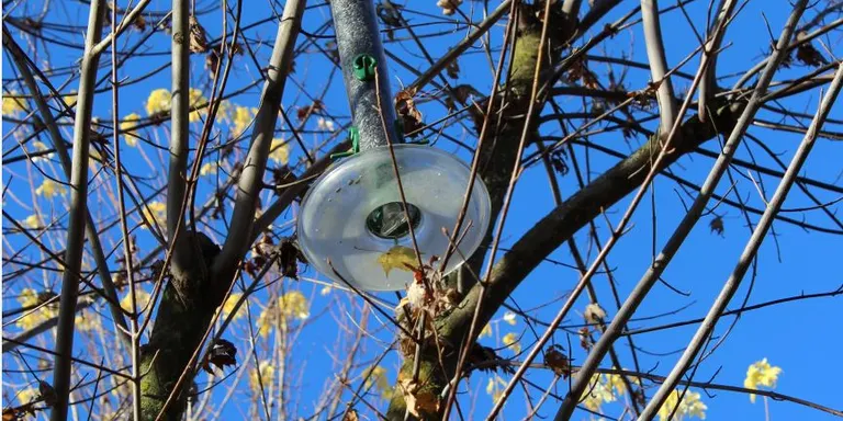 Noves menjadores per a ocells als parcs de la Seu d’Urgell