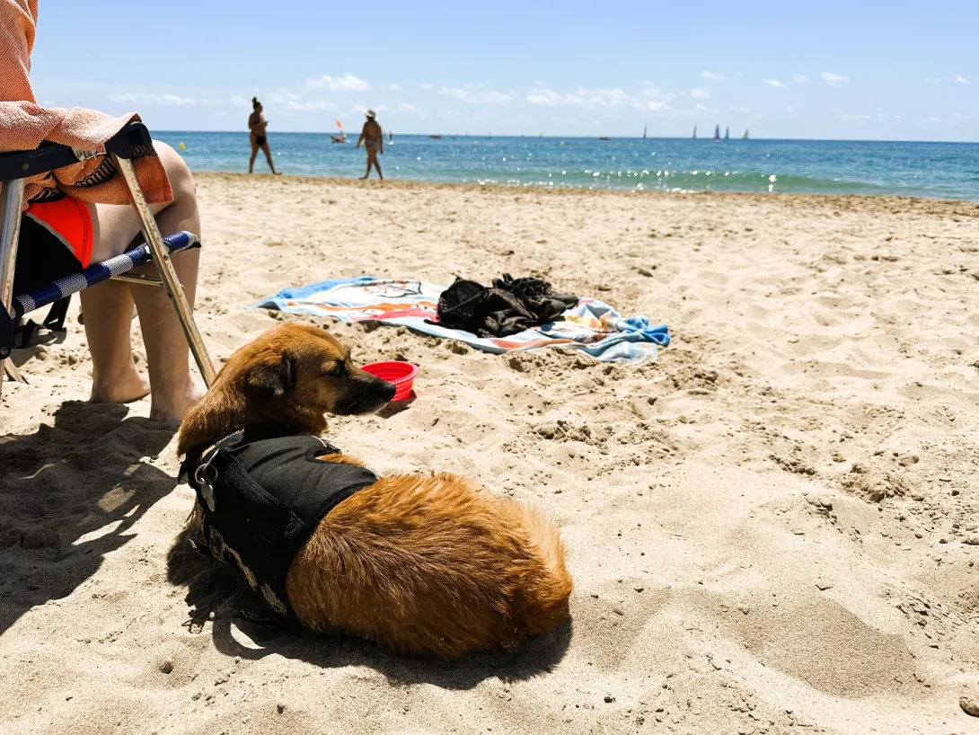 Satisfacció pel funcionament de la platja per a gossos