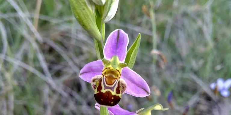 Sàmara Natura proposa una sortida de descoberta d'orquídies per aquest diumenge