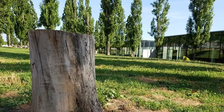 L'AUP demana al govern que inverteixi més en el verd urbà